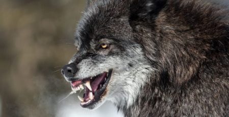 Dire Wolf