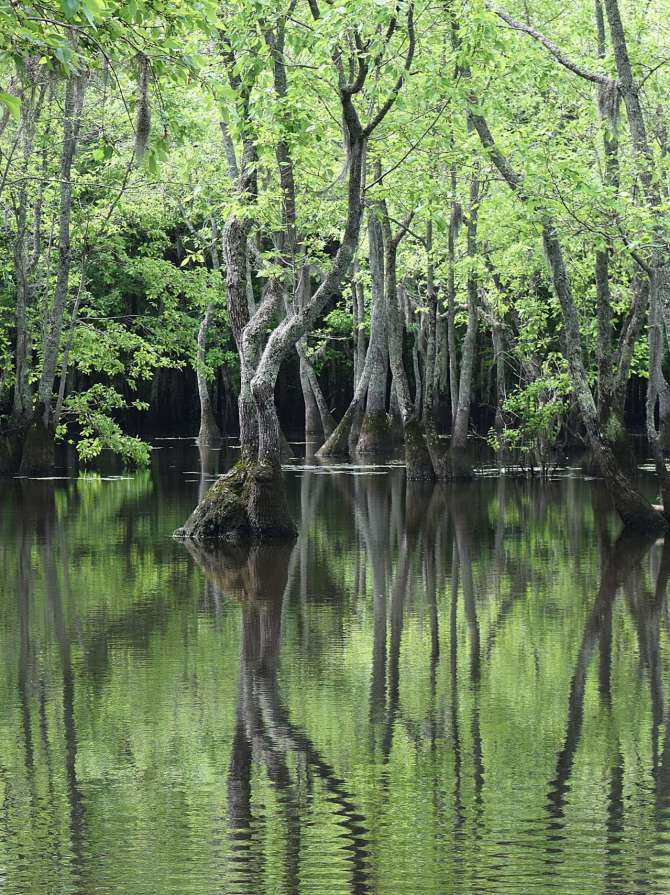 Bogy creek South Carolina