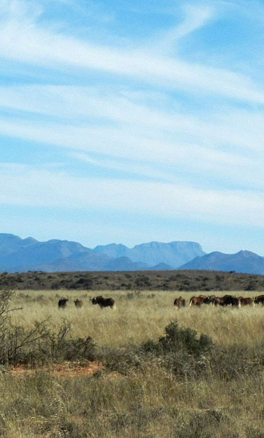 South African Wilderbeast